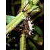 Comma larvae c-album 10 larvae